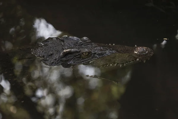 Közeli Krokodil Fej Folyóban — Stock Fotó