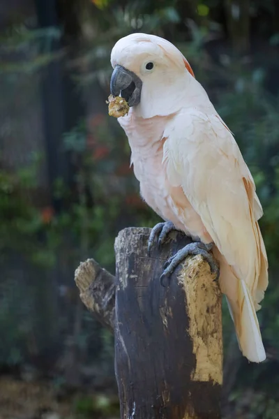 Moluccan Cockatoo Bird Garden 图库图片