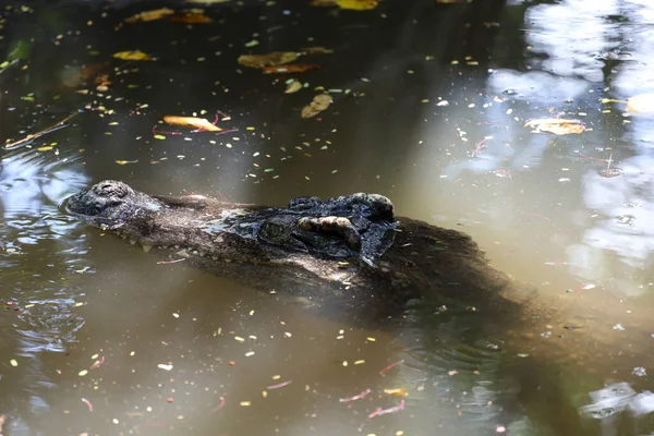 Close Olho Crocodilo Mostrar Cabeça Rio — Fotografia de Stock