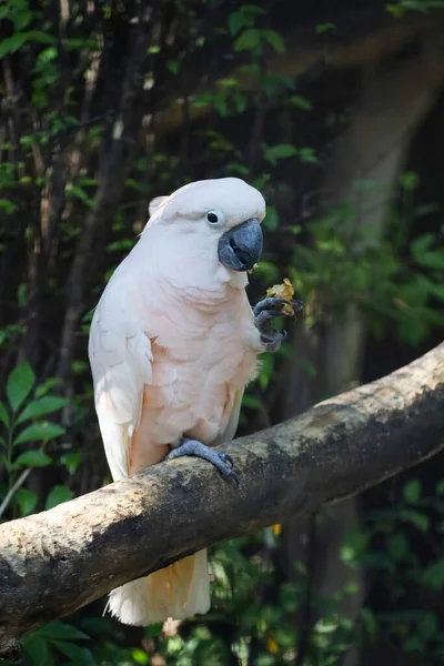 Moluccan Cockatoo Bird Garden — Stockfoto