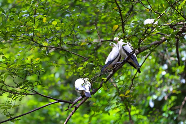 Pájaro Palomo Imperial Espiado Está Descansando Jardín — Foto de Stock