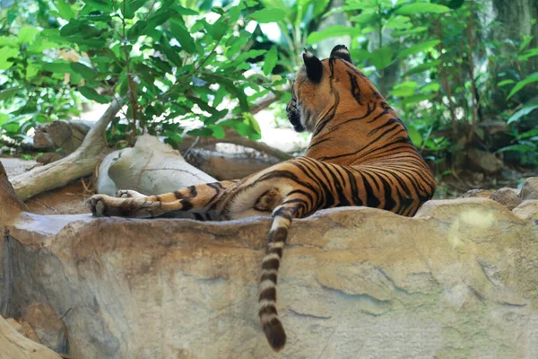 Close Indochinese Tiger Beautiful Animal — Zdjęcie stockowe