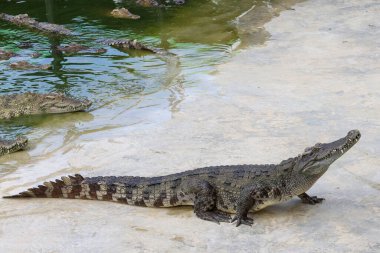 Timsah nehrin kıyısında kalıyor.