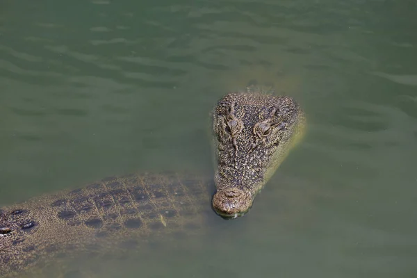 Krokodil Úszik Folyón Csatorna Közelében — Stock Fotó