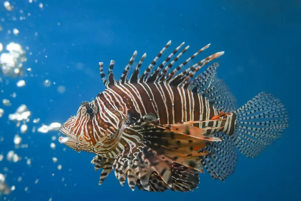 Red Lion Fish Water — Stock Photo, Image