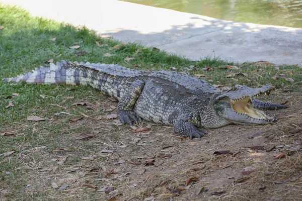 Crocodilo Tailandês Repousa Jardim — Fotografia de Stock