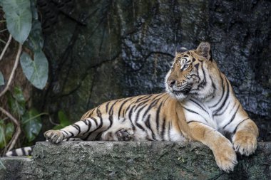 Bengal kaplanı çok güzel bir hayvandır ve ormanda tehlikelidir.