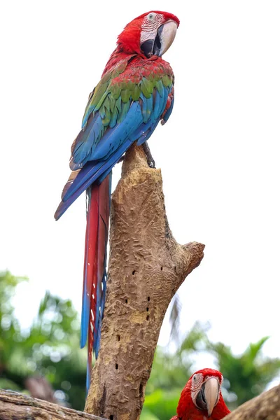 Bahçedeki Kırmızı Papağan Kuşu — Stok fotoğraf