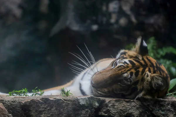 Close Indochinese Tiger Beautiful Animal Dangerous — стокове фото
