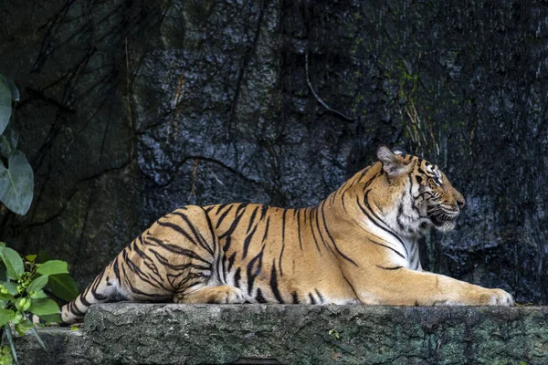 Primer Plano Tigre Bengala Hermoso Animal Peligroso Bosque — Foto de Stock