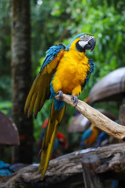 Bahçedeki Mavi Sarı Papağan Kuşunu Kapat — Stok fotoğraf