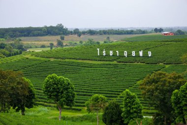 Chiang Rai, Tayland-28 Temmuz 2020: Chiang Rai 'de Choui Fong Çay Çiftliğinin büyük simgesi