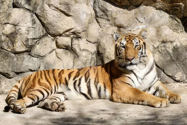 Close Tigre Indochinês Descanso — Fotografia de Stock