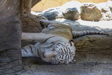 Close up white tiger is sit down and rest on floor