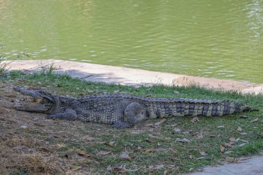 Tayland timsahı bahçede dinleniyor. 