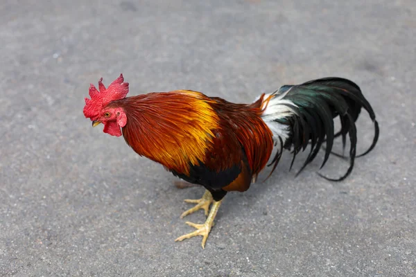 Боевой Петух Красивая Курица Саду — стоковое фото