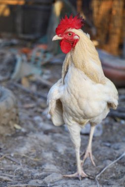 Beyaz Betong Chickken kuru bahçede 