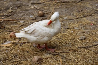 Yazın Tayland 'da beyaz ördek