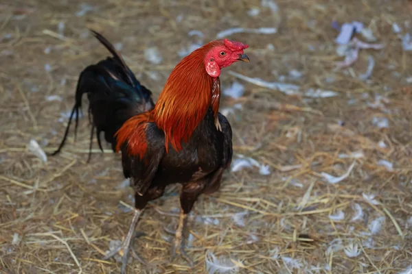 农场干草上的斗鸡 — 图库照片