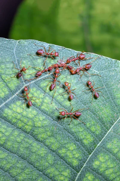 在自然的绿叶上把红蚂蚁关在尾纹处 免版税图库照片
