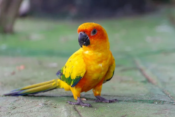 Yerdeki Küçük Papağan Kuşu — Stok fotoğraf