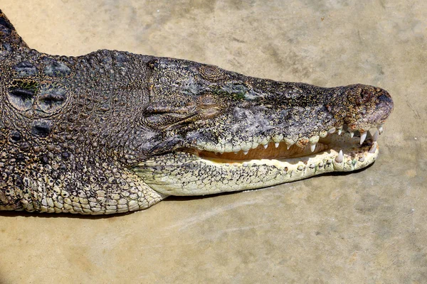 圈养大头鳄鱼对野生动物是很危险的 — 图库照片
