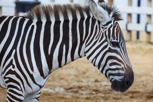 stock image Close up head the burchell zebra in farm 