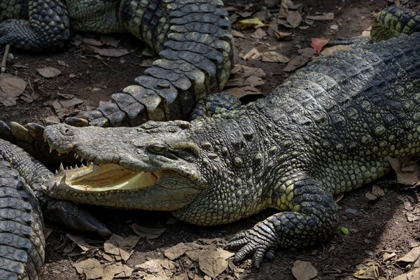 Közeli Krokodil Kertben Pihen — Stock Fotó