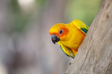 Sopa ağacındaki minik papağan kuşu.