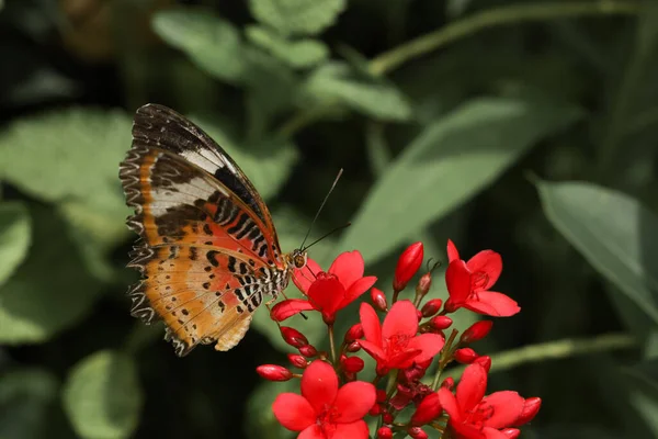 Piękny Motyl Kwiat Jest Pokazać Skrzydło Piękno Ogrodzie Przyrody — Zdjęcie stockowe