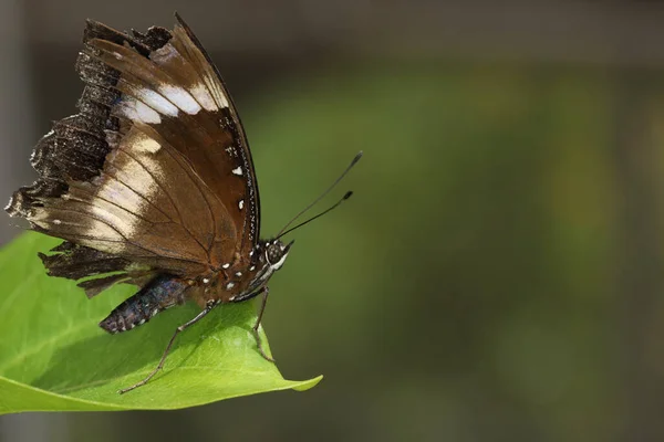 Piękny Motyl Kwiat Jest Pokazać Skrzydło Piękno Ogrodzie Przyrody — Zdjęcie stockowe