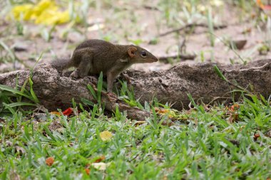 Sincap kök ağacında dinleniyor. 