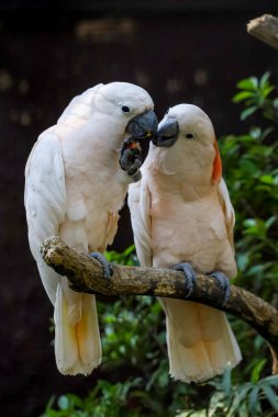 Couple moluccan cockatoo bird is love and eatting in garden