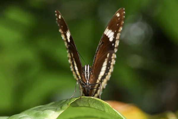 Prachtige Vlinder Bloem Show Schoonheid Vleugel Natuur Tuin — Stockfoto