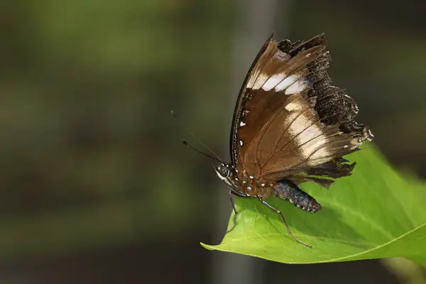 Der Schöne Schmetterling Auf Blume Zeigt Schönheitsflügel Naturgarten — Stockfoto