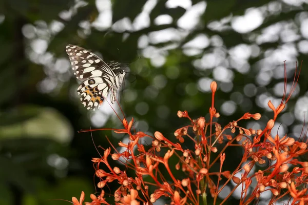 Piękny Motyl Jest Mucha Kwiat Jest Pokazać Skrzydło Piękno Ogrodzie — Zdjęcie stockowe