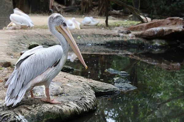 The great white pelican bird in garden at thailand