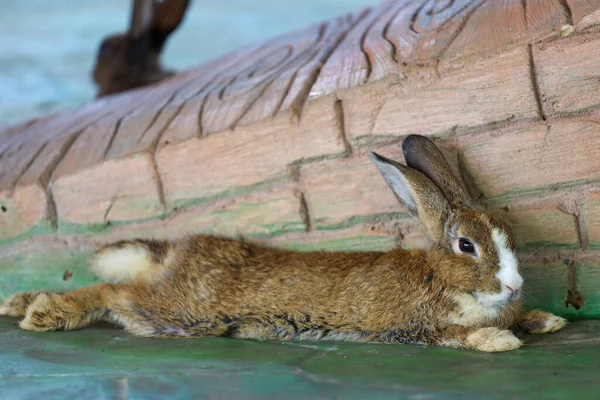 棕色的兔子在岩石上休息 — 图库照片