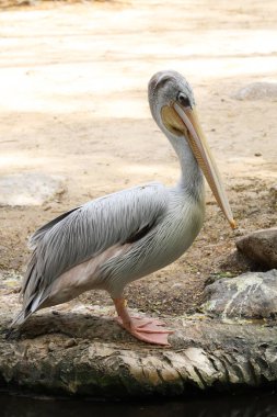 Tayland bahçesindeki büyük beyaz pelikan kuşu.