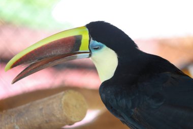 Tahtadaki Toco Toucan kuşu. 