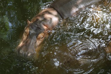Büyük su aygırı nehirde yüzüyor.