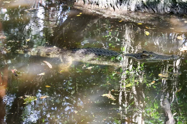 머리에 악어를 가까이 강으로 흘러내린다 — 스톡 사진