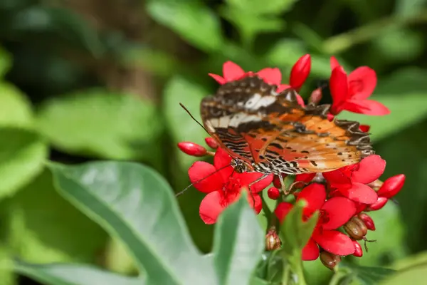 Hermosa Mariposa Flor Mostrar Ala Belleza Jardín Naturaleza —  Fotos de Stock