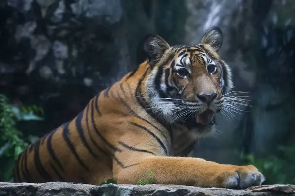 Close Indochinese Tiger Beautiful Animal Dangerous — Zdjęcie stockowe