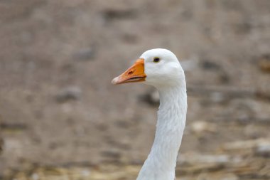 Kapat kafanı Tayland 'daki doğa çiftliği bahçesinde beyaz kaz