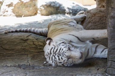 Close up white tiger is sit down and rest on floor