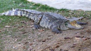 Timsah bahçede dinleniyor. 