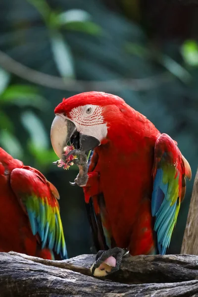 Tæt Haed Den Røde Macaw Papegøje Fugl Skoven - Stock-foto