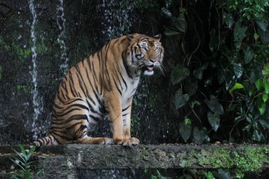 Bengal kaplanı çok güzel bir hayvandır ve ormanda tehlikelidir.