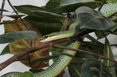 Yeşil yılanı kapat ya da ağaçtaki chrysopelea ornata